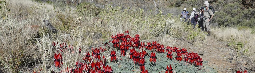 Retire Active SA Bushwalkers